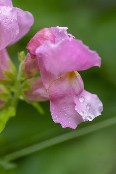 Antirrhinum majus plat de fleurs ornementales, snapdragon commun en fleur avec bourgeons, couleurs roses, feuilles vertes, goutte de rosée du matin — Photo