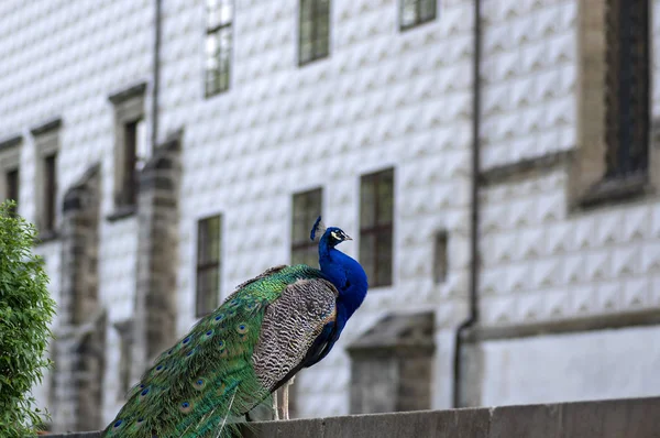 Pavo cristatus majestätischer blauer Vogel, wunderschönes Tier, Vogelporträt — Stockfoto