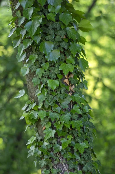 Tronco de árvore velha coberto com hera venenosa, Hedera hélice folhas verdes, rastejando planta selvagem — Fotografia de Stock