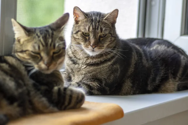 Twee luie binnenlandse tijger katten liggend op vensterbank ontspannend — Stockfoto