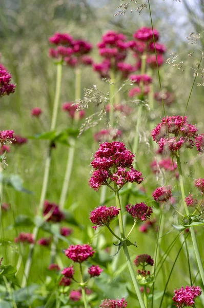 Centranthus ruber flowering plant, bright red pink flowers in bloom, green stem and leaves, ornamental flower — Stock Photo, Image