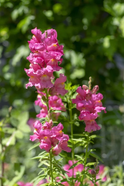 Antirrrhinum majus plat flor ornamental, snapdragon comum em flor com botões, cor roxa rosa, folhas verdes — Fotografia de Stock