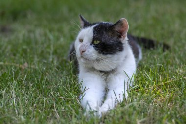 Eski kirli siyah ve beyaz kedi yaka çim, tembel rahatlatıcı zaman yalan