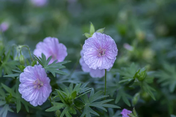 Geranium sanguineum Svázná krásná kvetoucí rostlina, skupina světlých růžových bílých květů v květu — Stock fotografie