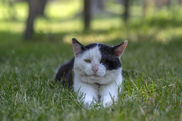 Eski kirli siyah ve beyaz kedi yaka çim, tembel rahatlatıcı zaman yalan — Stok fotoğraf