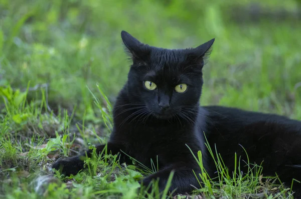 Proud black cat hunter, dead mouse in the grass, happy dark beast