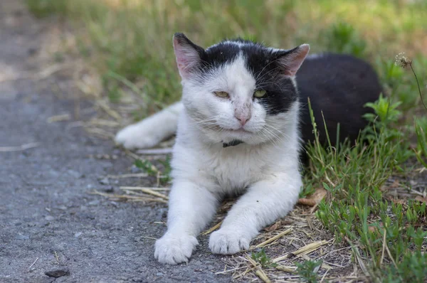 Eski kirli siyah ve beyaz kedi yaka çim, tembel rahatlatıcı zaman yalan — Stok fotoğraf