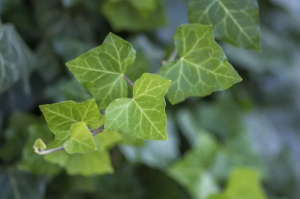 Hedera helix detail of green leaves, poison ivy evergreen plant, green foliage on branches — Stock Photo, Image