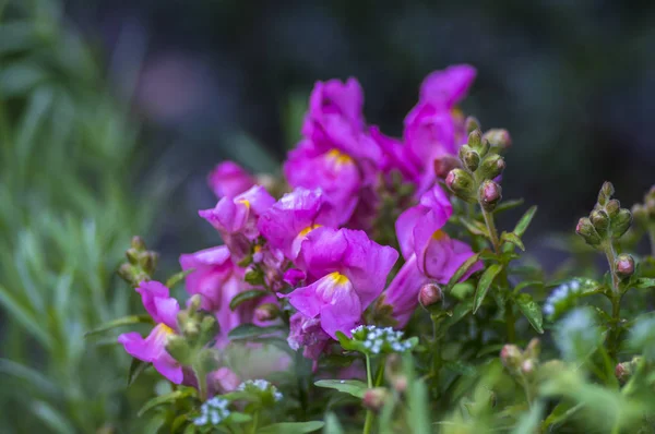 Antirrhinum majus ornamental flowerin plat, common snapdragon in bloom with buds, purple pink colors, green leaves — Stock Photo, Image