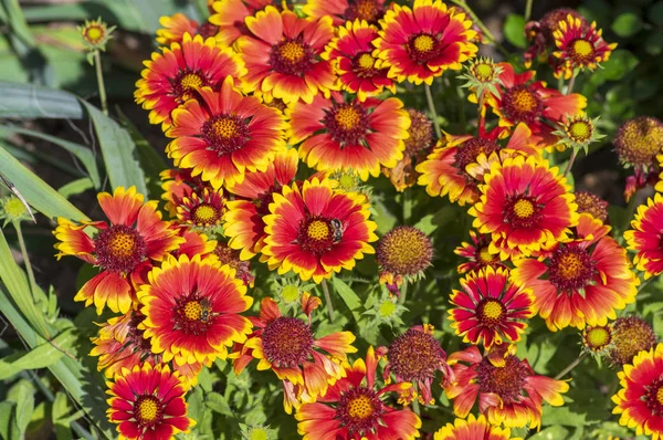 Gaillardia aristata röd gul blomma i blom, gemensamma hissflower blommande växt, grupp av blommor — Stockfoto