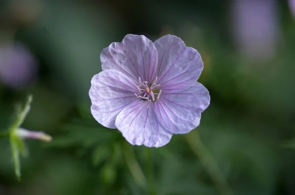 Geranium sanguineum striatum schöne Zierpflanze im Park, Gruppe hellrosa weißer Blüten in Blüte — Stockfoto