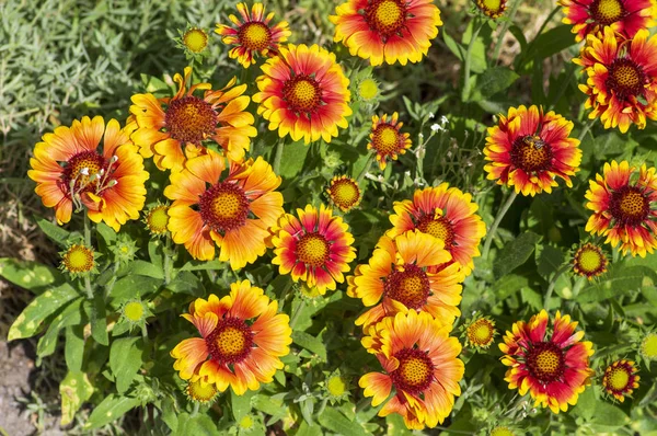 Gaillardia aristata röd gul blomma i blom, gemensamma hissflower blommande växt, grupp av blommor — Stockfoto