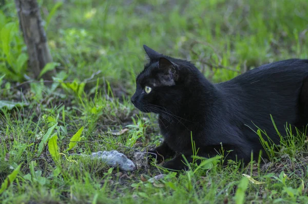 Gururlu siyah kedi avcısı, çimenlerde ölü fare, mutlu karanlık canavar — Stok fotoğraf