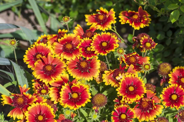 Gaillardia aristata red yellow flower in bloom, common blanketflower flowering plant, group of flowers