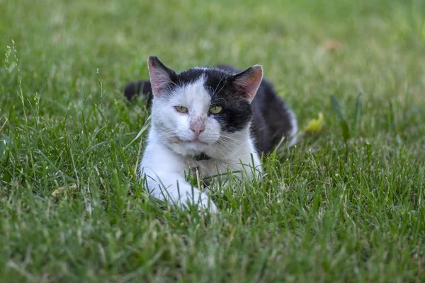 Viejo gato negro y blanco sucio con cuello acostado en la hierba, tiempo relajante perezoso — Foto de Stock