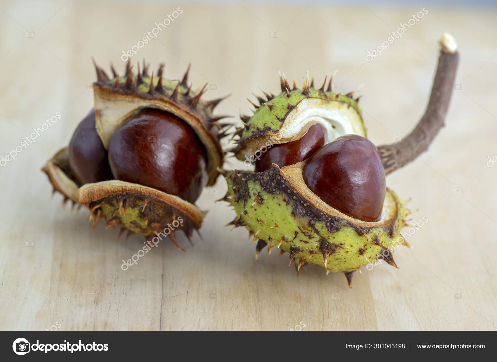 栗写真素材 ロイヤリティフリー栗画像 Depositphotos