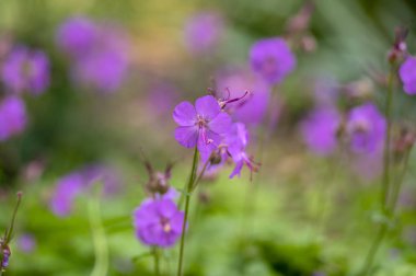 Sardunya cantabrigiense Karmina tomurcuklarla çiçekli bitkiler, bahçede çiçek süs pembe cranesbill çiçekler grubu