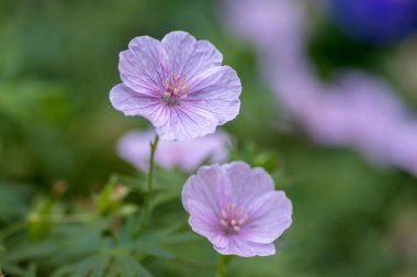Sardunya sanguineum Striatum güzel süs parkı çiçekli bitki, çiçekaçık pembe beyaz çiçek grubu
