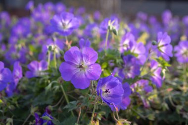 Cranesbills çiçek grubu, Çiçekli Sardunya Rozanne, büyük demet çiçek