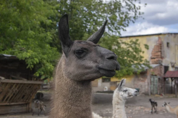 Retrato lama glama divertido, animal peludo marrón oscuro, expresión de la cara divertida, al aire libre y la luz del día, día soleado y animal de granja —  Fotos de Stock