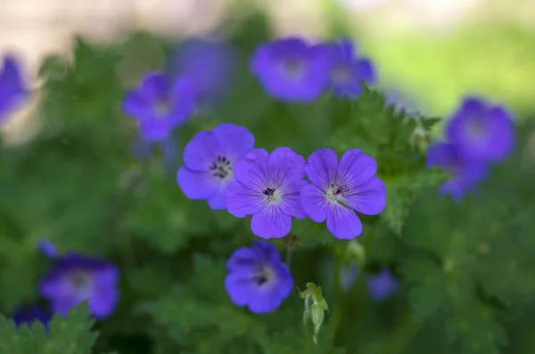 Cranesbills Geranium Rozanne group wild blue violet flowering plant of flowers, beautiful park flowers in bloom — Stock Photo, Image