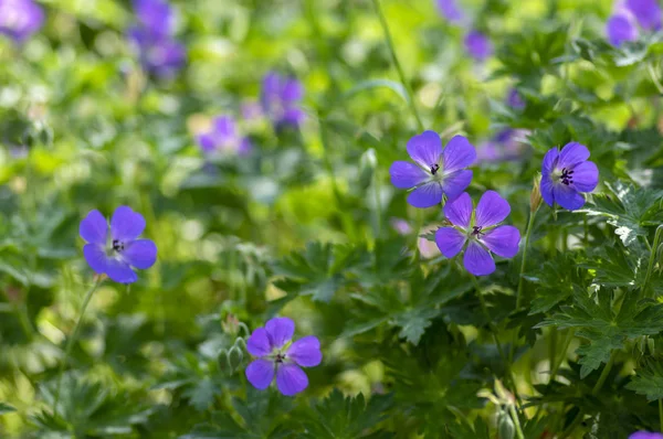 Carrucole Geranio Rozanne gruppo selvatico blu viola pianta fiorita di fiori, bellissimi fiori del parco in fiore — Foto Stock