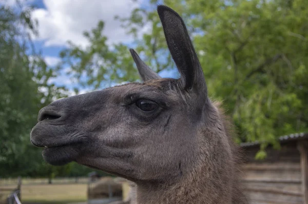 Grappig lama glama portret, donkerbruin harig dier, grappige gezichtsuitdrukking, buiten- en daglicht, zonnige dag en boerderijdier — Stockfoto