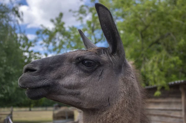 Divertente ritratto lama glama, marrone scuro peloso animale, espressione del viso divertente, all'aperto e luce del giorno, giornata di sole e animale da fattoria — Foto Stock