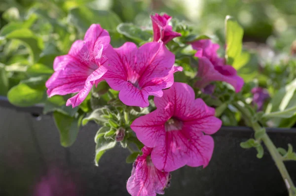 Petunia atkinsiana hybrida grandiflora flores de color rosa brillante púrpura en flor, planta con flores balcón, hojas verdes —  Fotos de Stock