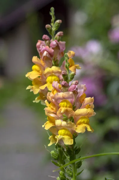 Antirrhinum majus ornamental flowerin plat, common snapdragon in bloom with buds, yellow orange and pink colors, green leaves — Stock Photo, Image