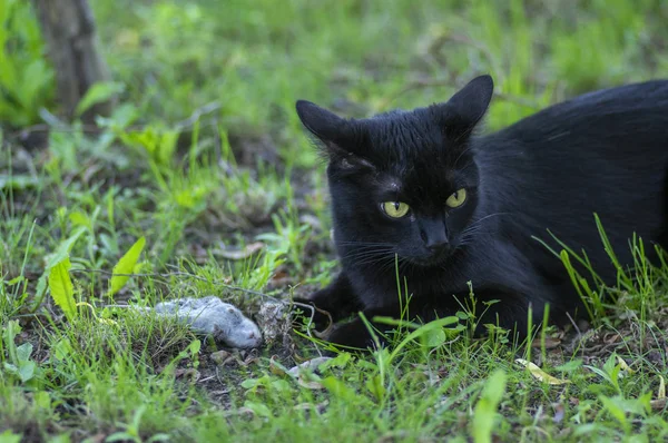 Gururlu siyah kedi avcısı, çimenlerde ölü fare, mutlu karanlık canavar — Stok fotoğraf