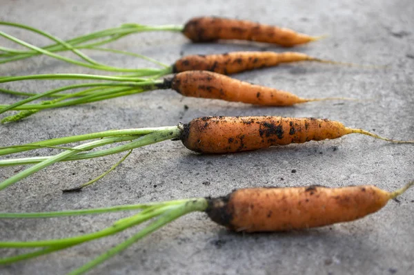 Dirty carrot covered with black dirt on gray concrete background, group of healthy orange root vegetables with leaves
