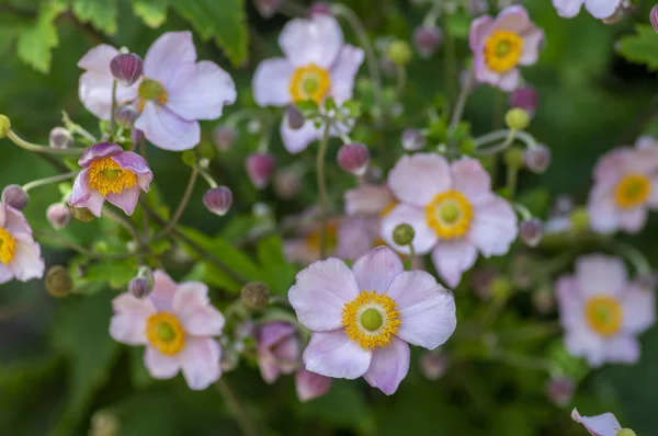 Anemone hupehensis japonica en fleur, belle plante ornementale du parc fleuri rose — Photo