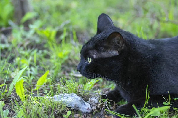 Proud black cat hunter, dead mouse in the grass, happy dark beast