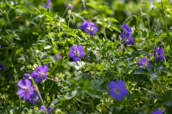 Kraniche Geranium rozanne Gruppe wild blau violett blühende Pflanze der Blumen, schöne Parkblumen in Blüte — Stockfoto
