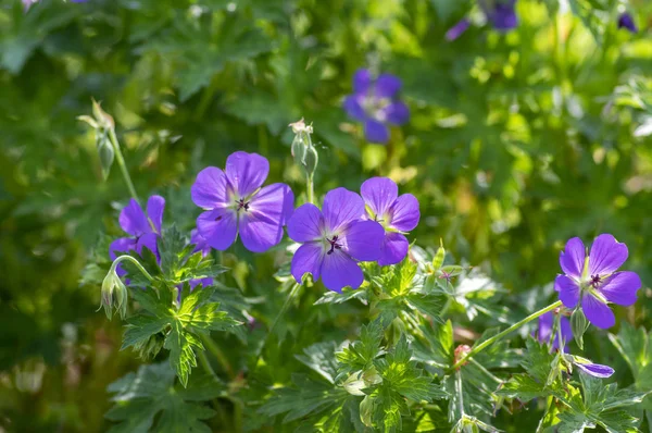 Carrucole Geranio Rozanne gruppo selvatico blu viola pianta fiorita di fiori, bellissimi fiori del parco in fiore — Foto Stock