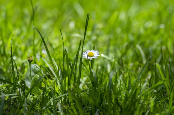 Bellis perennis çiçeklenme yabani güzel çiçekler, çim çiçekli bitki grubu, beyaz pembe yaprakları