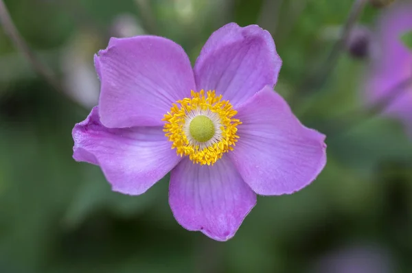 Anemone hupehensis japonica in bloom, beautiful pink flowering park ornamental plant — Stock Photo, Image