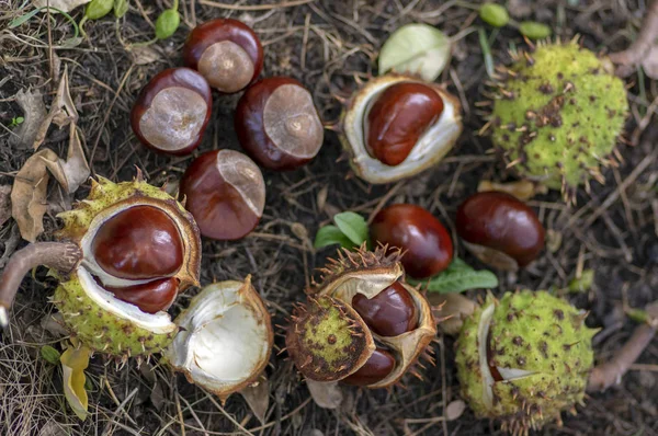 Aesculus hippocastanum, castagne di cavallo brune, conchiglia maturata frutti a terra — Foto Stock