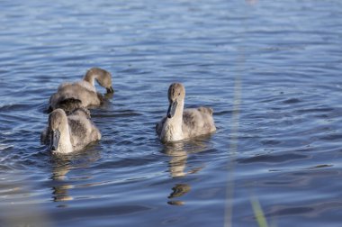 Mavi göldeki kuğu grubu, en büyük su kuşu ailesi, beyaz yetişkin, gri küçük kuğu hayvanlar