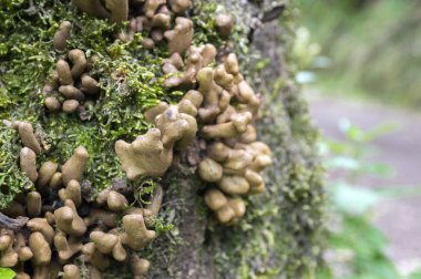 Laurobasidium lauri mantarlar yeşil yosun ile ağaç üzerinde Madeira adada büyüyen