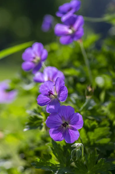 Cranesbills Geranium Rozanne kelompok liar bunga ungu biru bunga, indah bunga taman mekar — Stok Foto