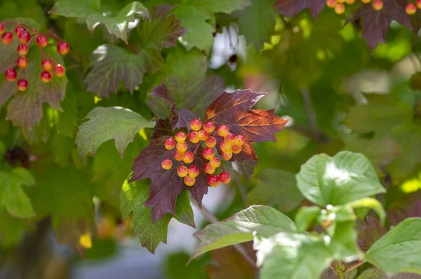 Viburnum opulus berries ornamental park tree with beautiful ripening fruits, deciduous shrub with green leaves on branches — Stock Photo, Image