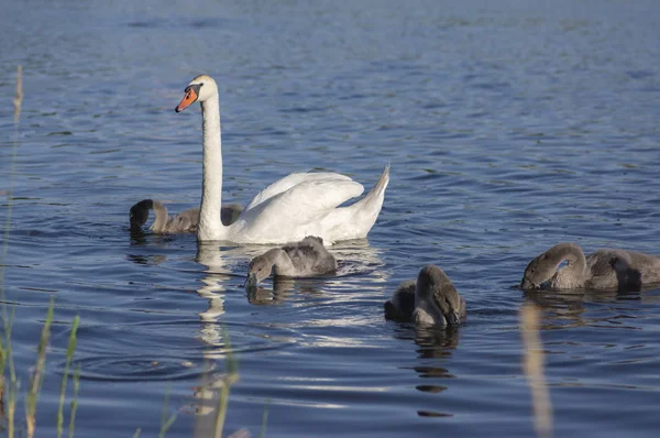 Skupina Labutí na modrém jezeře, největší rodina vodních ptáků, bílá dospělá, šedá malá Labutí zvířata — Stock fotografie