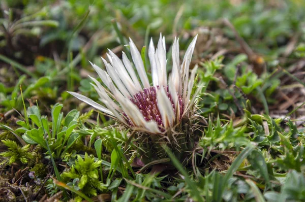 Carlina acaulis blanc beige fleurs des prairies de montagne, fleurs sauvages en fleurs, fleurs sans tige — Photo