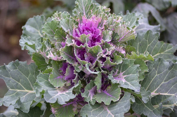 Brassica oleracea var acephala autumn ornamental plant, look like purple flowers in bloom, also known as ornamental cabbage