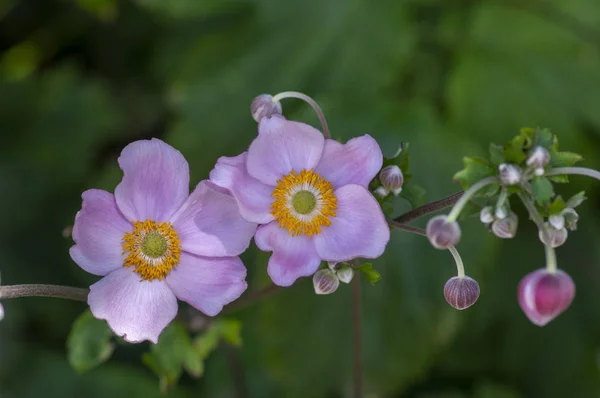 Anemone hupehensis japonica in bloom, beautiful pink flowering park ornamental plant — Stock Photo, Image