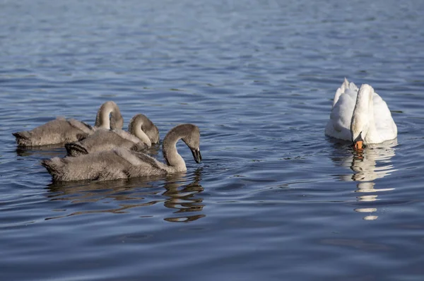 Skupina Labutí na modrém jezeře, největší rodina vodních ptáků, bílá dospělá, šedá malá Labutí zvířata — Stock fotografie