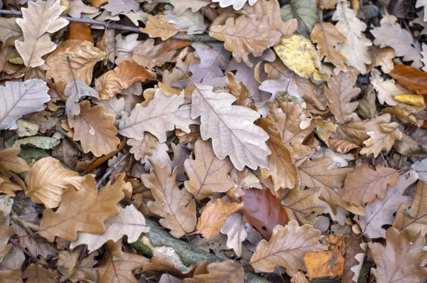 Folhagem de carvalho no chão, folhagem de carvalho durante o Outono, uma a uma — Fotografia de Stock