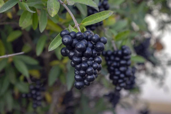 Ligustrum vulgare ripened black berries fruits, shrub branches with leaves — Stock Image Ligustrum vulgare ripened black berries fruits, shrub branches with leaves Royalty Free Stock Photos